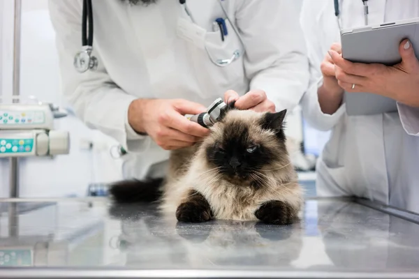 Dierenartsen in kliniek onderzoeken van de oren van de kat — Stockfoto