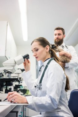 Veteriner doktor mikroskop kedi kan örnekleri analiz