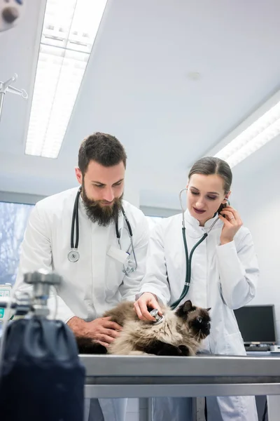 Twee jonge dierenarts artsen onderzoeken van een kat — Stockfoto