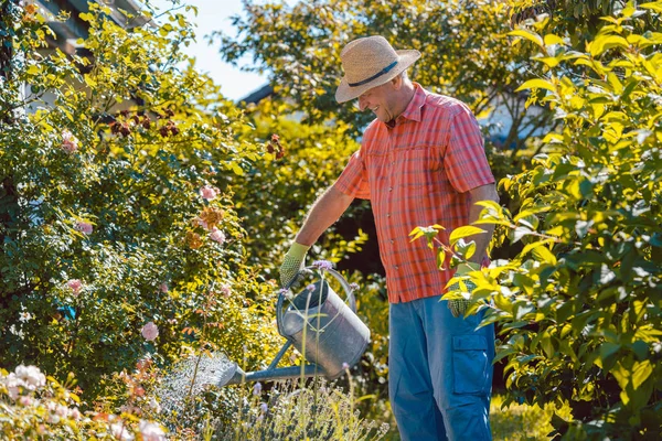 Активный пожилой человек поливает растения в саду в спокойный день — стоковое фото