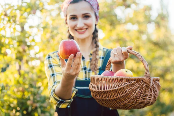 Kobieta na owoce sadu wyświetlone apple do aparatu — Zdjęcie stockowe