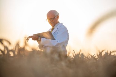 Genetiği değiştirilmiş tahıl buğday alanında araştırma yapan erkek