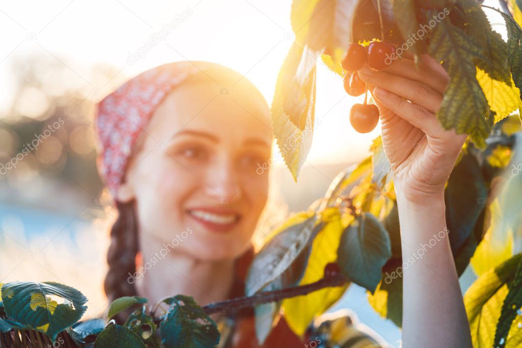 Woman plucking cherries from tree in harvest time