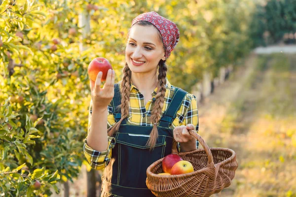 Mujer agricultora de fruta cosechando manzanas en su cesta — Foto de Stock