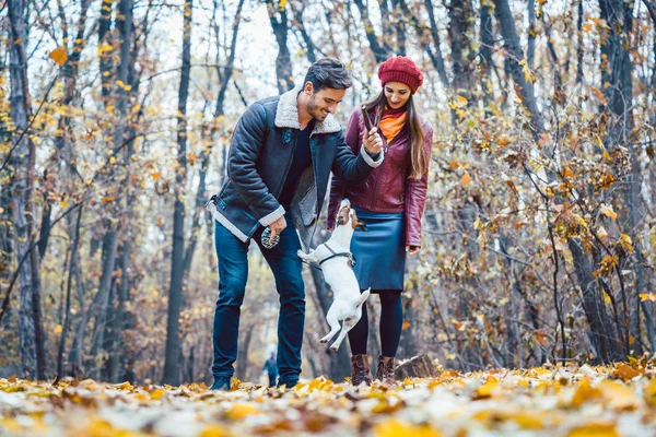 Pasangan di musim gugur memiliki berjalan dengan anjing di taman — Stok Foto