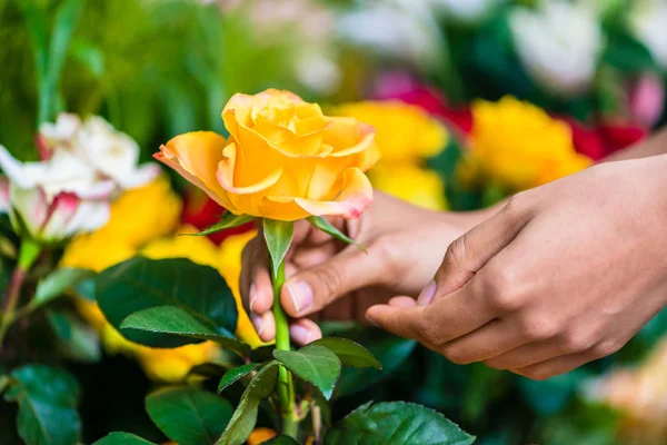 Рука человека, подбирающего красивую желтую розу — стоковое фото