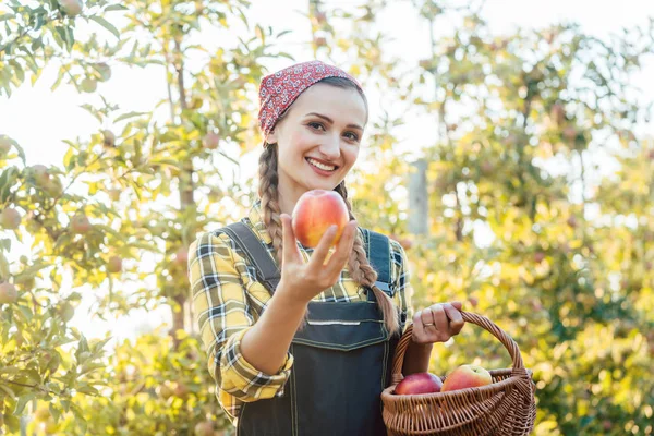 Fruit farmer woman harvesting apples in her basket — Stock Photo, Image