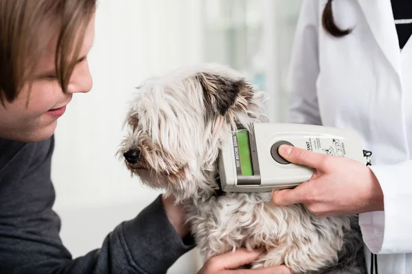 Tierarzt untersucht kranken Hund in Klinik — Stockfoto