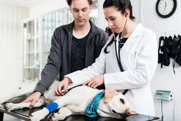 Veterinário cão examinador com estetoscópio — Fotografia de Stock