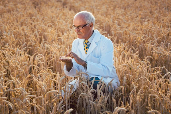Gmo 곡물의 새로운 품종을 테스트 하는 과학자 — 스톡 사진
