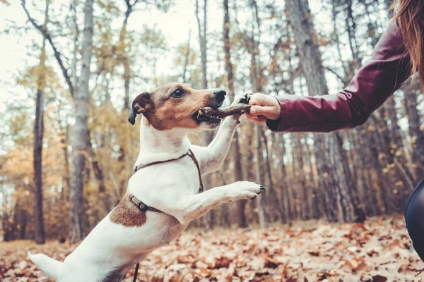 Woman throwing the stick playing with her dog — Stock Photo, Image