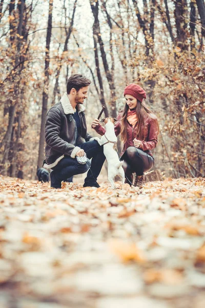 Couple in fall having walk with dog in a park — Stock Photo, Image