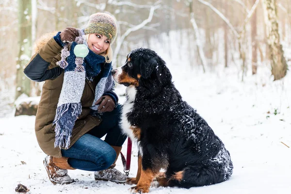 Kadın yürüyen Bernese dağ köpeği bir kış gününde — Stok fotoğraf