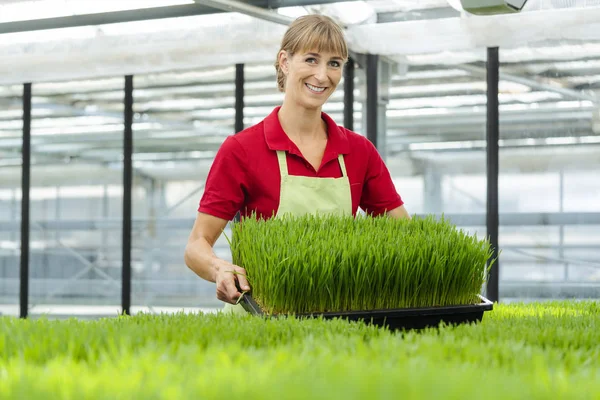 Mujer mostrando hierba de trigo en el jardín del mercado —  Fotos de Stock