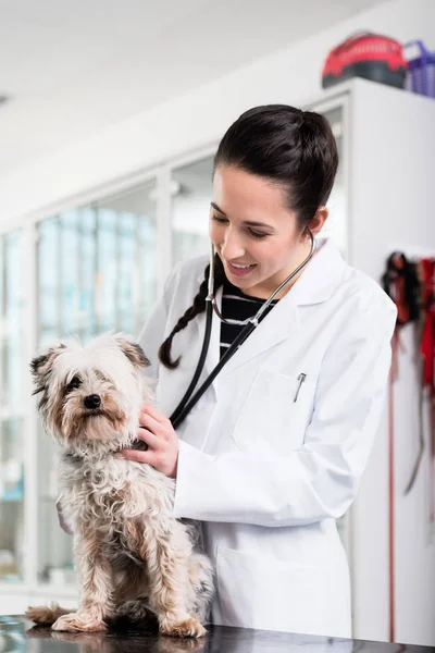 Doutor examinando cão — Fotografia de Stock