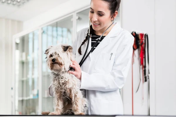 Médecin effectuant le check-up du terrier du yorkshire — Photo