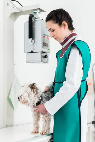 Doutor examinando cão na sala de raios-x — Fotografia de Stock