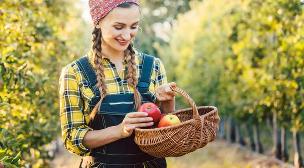 Fruit farmer woman harvesting apples in her basket