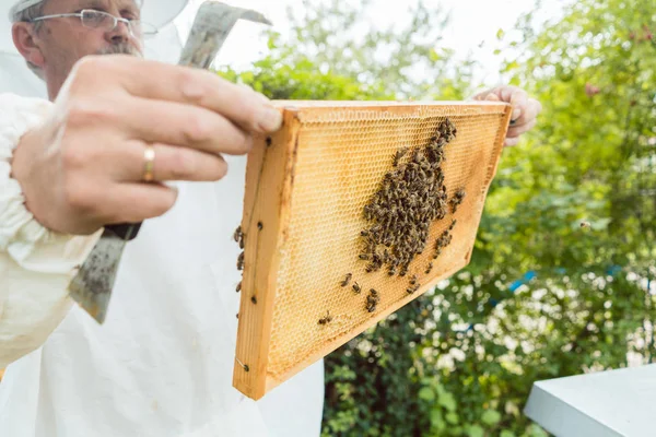 Včelař hospodářství plástev s včely ve svých rukou — Stock fotografie
