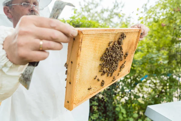 Imker bedrijf honingraat met bijen in zijn handen — Stockfoto