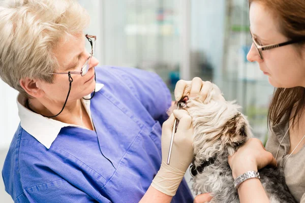 Femme médecin nettoyage dent d'un chien — Photo