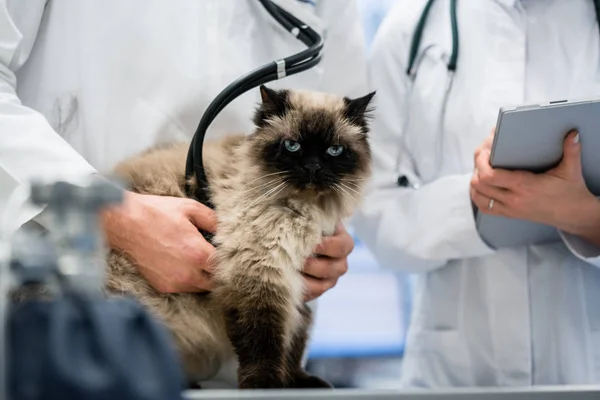 Chat examiné dans une clinique vétérinaire — Photo
