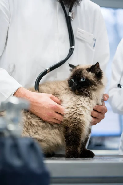 Kat wordt onderzocht in de kliniek van de dierenarts — Stockfoto