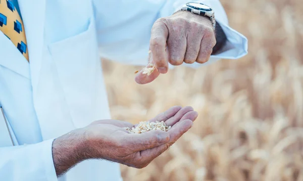 Scientist researching new types of grain, crops and plants — Stock Photo, Image