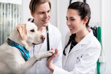 El sıkışma doktora veren köpek