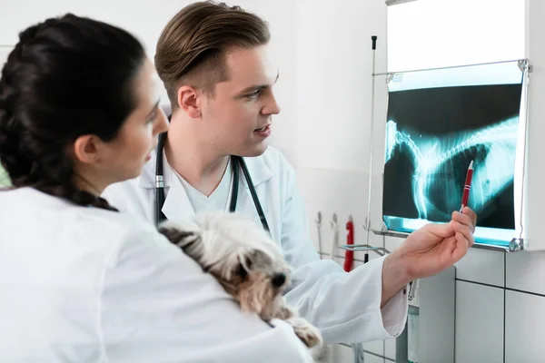 Állat-egészségügyi orvosok vizsgálata kisállat röntgenfelvétel — Stock Fotó