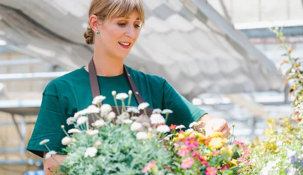 Femme jardinière commerciale prenant soin de ses fleurs en pot — Photo