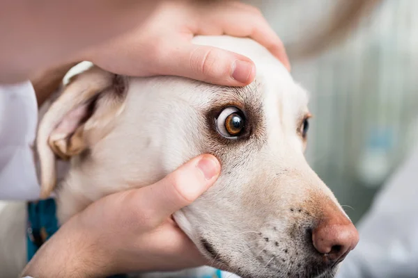 兽医检查狗的眼睛 — 图库照片
