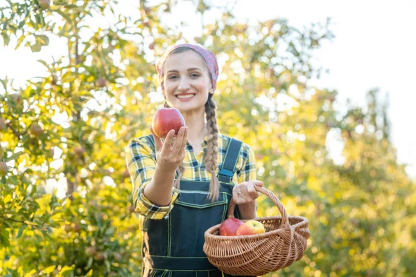 Mujer en huerto de frutas mostrando manzana en la cámara — Foto de Stock