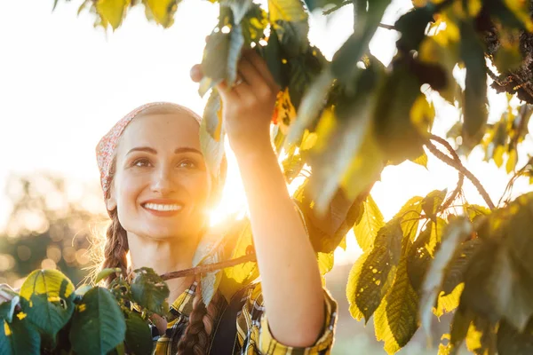 Beautiful farmer woman harvesting cherries from a tree — Stock Photo, Image