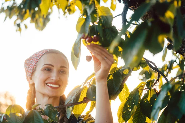 Belle agricultrice récoltant des cerises dans un arbre — Photo