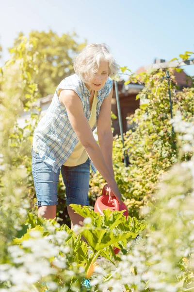 Bestager woman watering plants in her garden — Stock Photo, Image