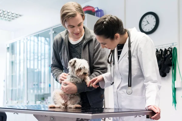 Tierarzt untersucht Hund im Krankenhaus — Stockfoto