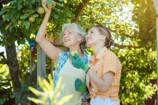 Мать и взрослая дочь проверяют яблоки на дереве — стоковое фото