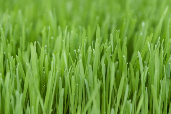 Wheatgrass in nursery — Stock Photo, Image