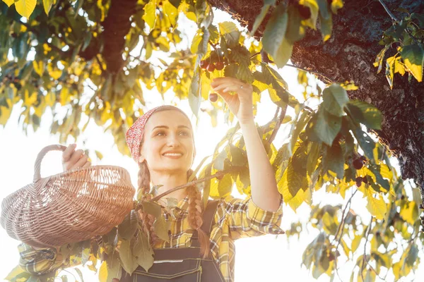 Vrouw kersen uit boom plukken in de oogsttijd — Stockfoto