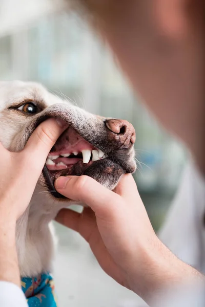 兽医正在检查的狗牙 — 图库照片