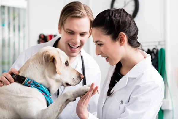 Chien serrant la main d'un vétérinaire — Photo