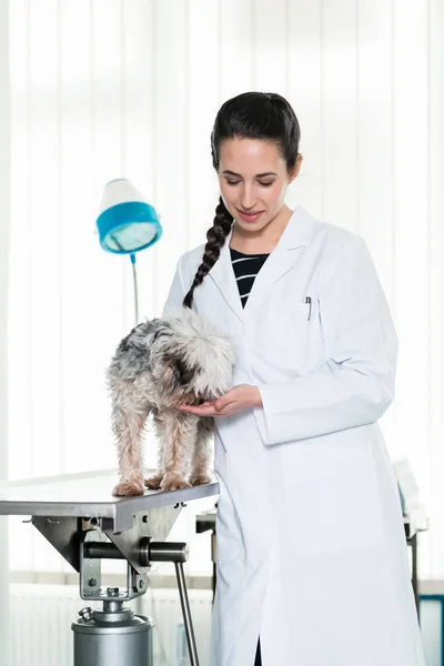 Dierenarts onderzoekt zieke puppy — Stockfoto