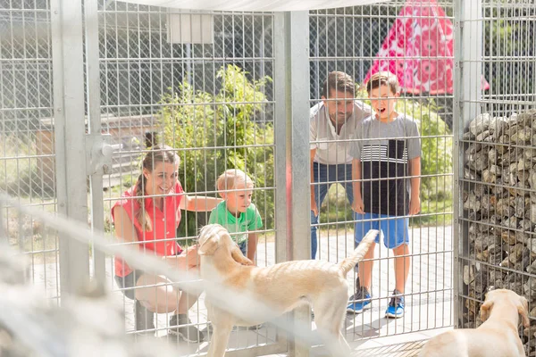 Семья знакомится с собаками в приюте для животных — стоковое фото