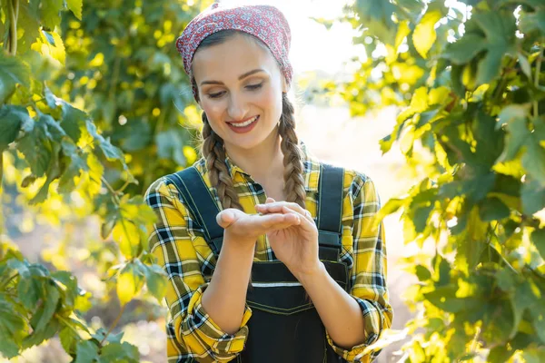 Hands of farmer woman holding hop umbels for testing — Stock Photo, Image