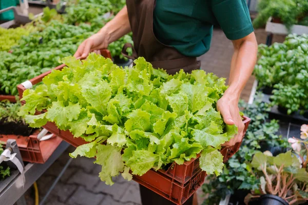 Tukang kebun menunjukkan salad yang dia tumbuhkan di hothouse — Stok Foto