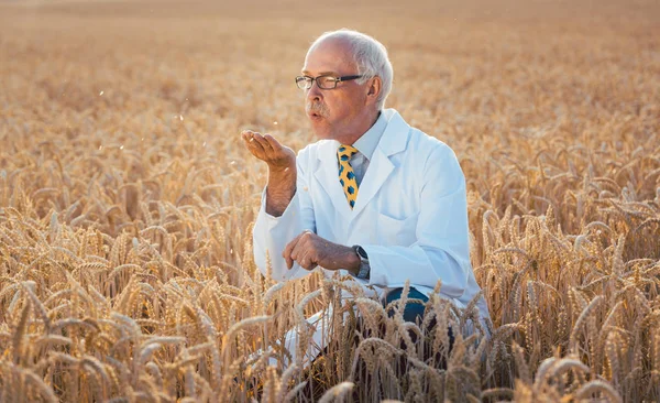 Scientist test new breed of GMO grain