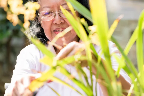 Eine ältere Frau betrachtet Pflanzen — Stockfoto