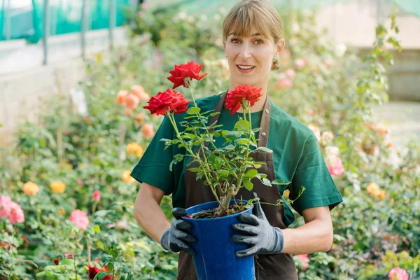 Gardener woman showing rose into the camera — Stock Photo, Image