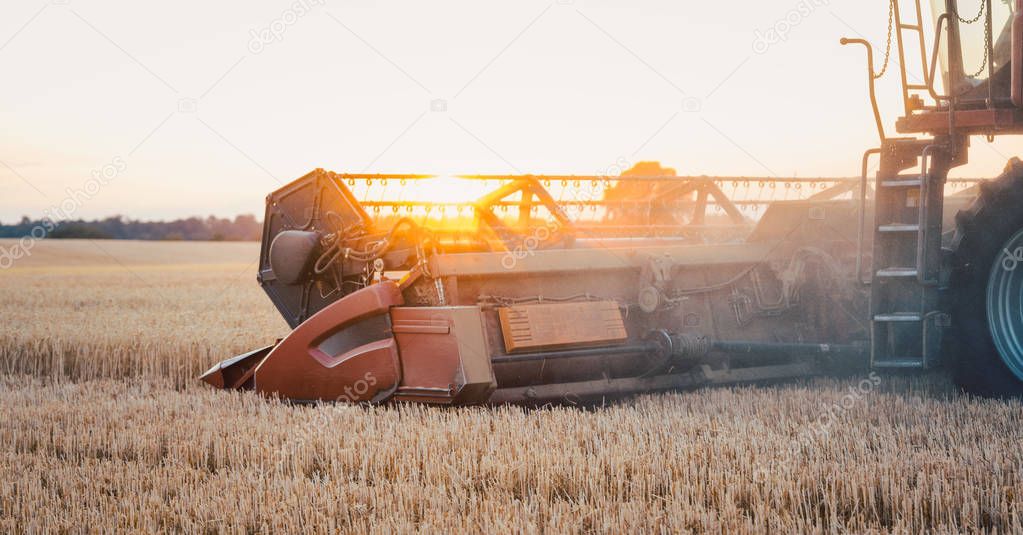 Combine harvester harvesting wheat during sunset